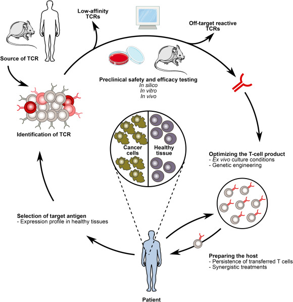 TIL - tumor infiltrating lymfocytes werkingsmechanisme 1